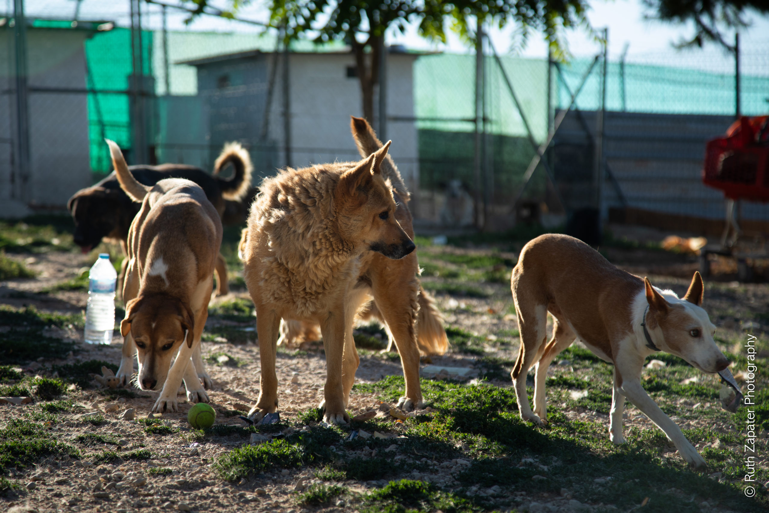 Protectoras Perros Voluntarios