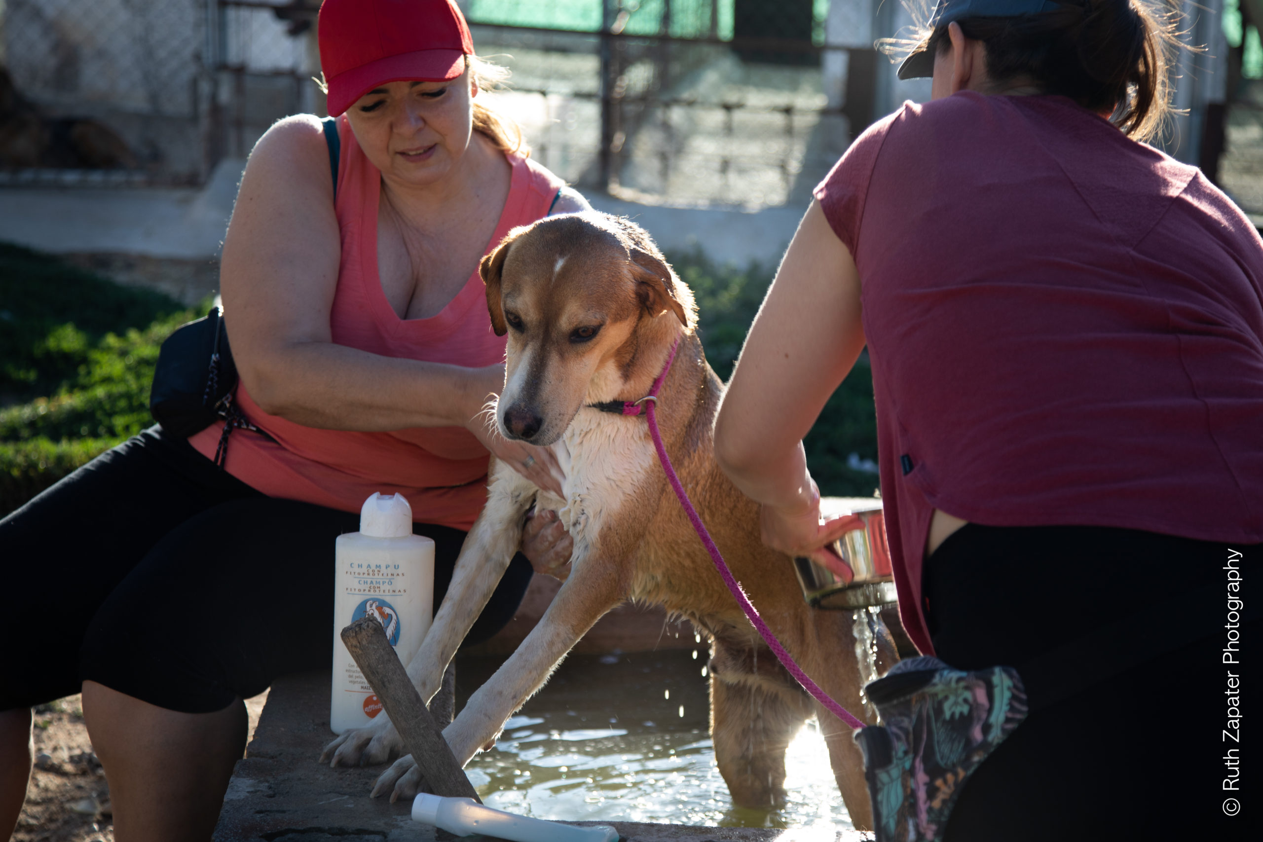 Voluntarios Perros ASPA