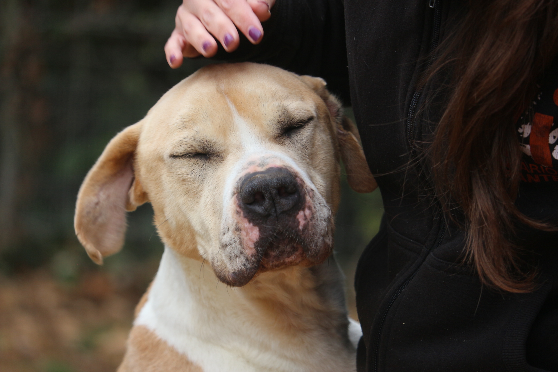 Donación Pienso Animals Sense Sostre Reyes Magos