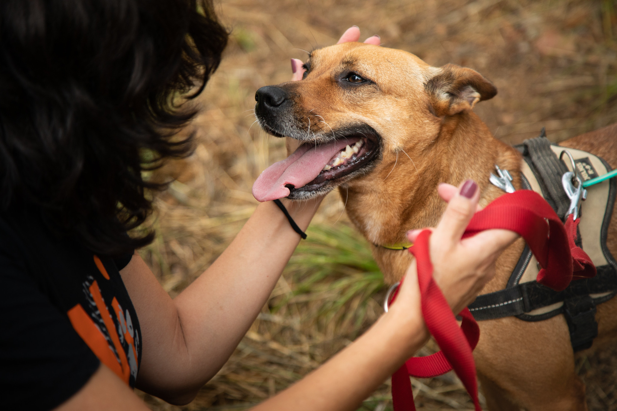 Pimienta Perro Protectora Apadrinar Voluntarios Itinerantes