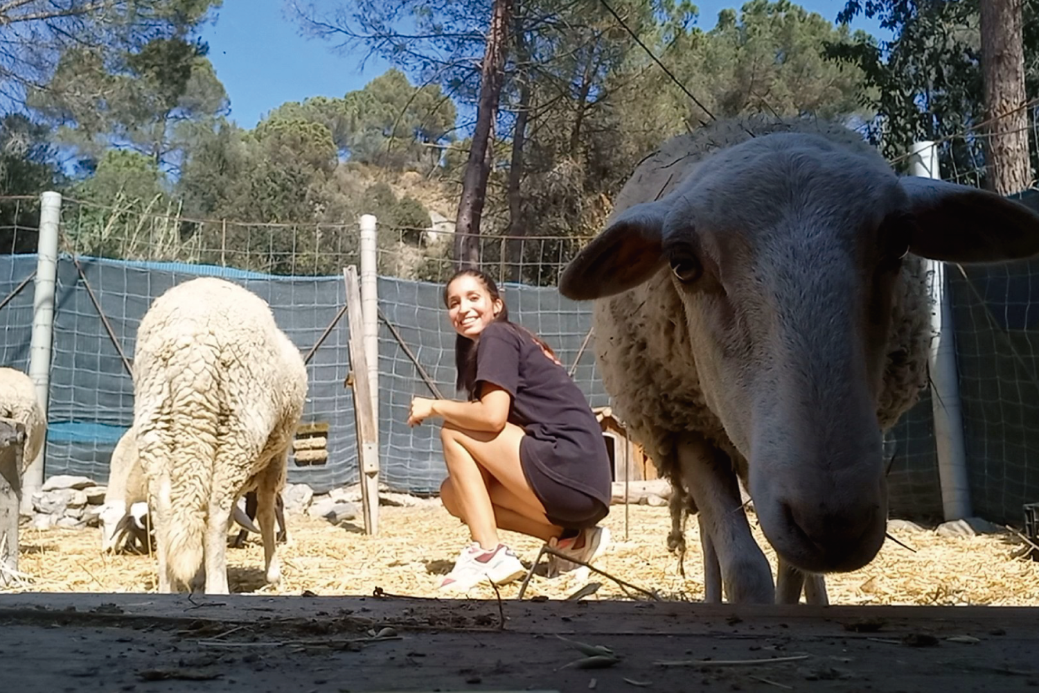 Acciones Voluntarios Itinerantes Protectora Animal Animals Sense Sostre