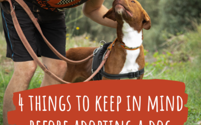 Four things to keep in mind before adopting a dog