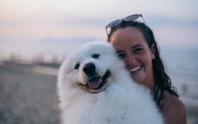 A safe vacation with your pet: exploring options to travel together!