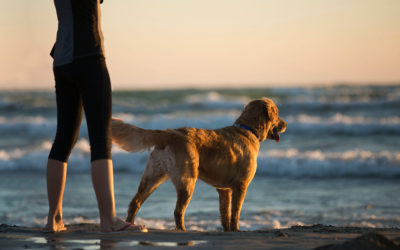 Fun in the water! Discover the best beaches for dogs in Spain