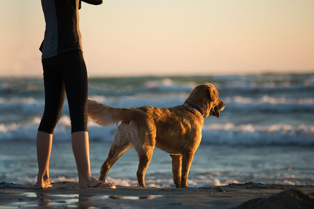 ¡Diversión acuática! Descubre las mejores playas para perros en España
